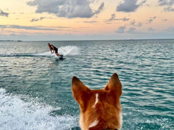 Jack kitesurfing dog