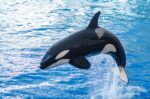 Whales sighted off Grand Cayman Orca whales have become a periodic sighting off of Grand Cayman.
