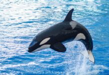 Whales sighted off Grand Cayman Orca whales have become a periodic sighting off of Grand Cayman.