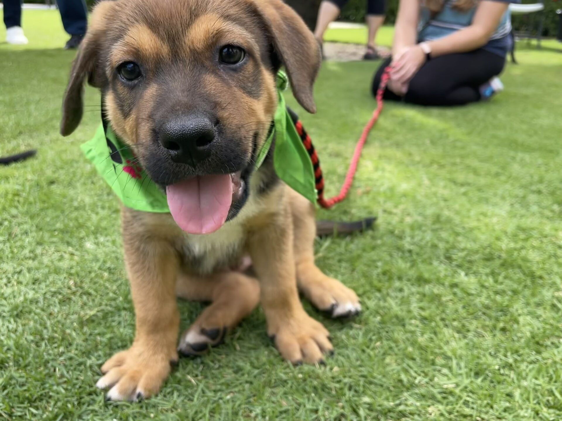 Cayman Islands Humane Society puppy