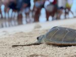 Turtles released in celebration of World Sea Turtle Day sea turtle