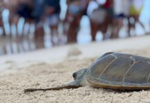 Turtles released in celebration of World Sea Turtle Day sea turtle