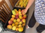Cayman farmers expect small mango harvest The colourful and varied mangoes of Cayman