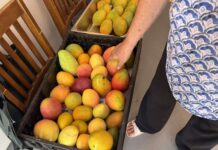 Cayman farmers expect small mango harvest The colourful and varied mangoes of Cayman