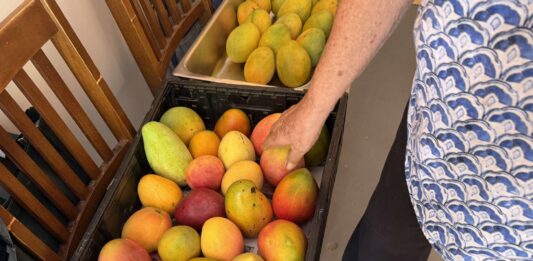 The colourful and varied mangoes of Cayman