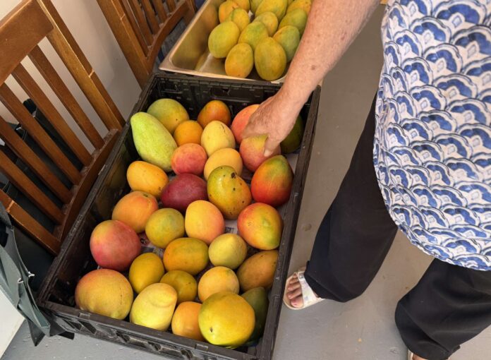 mangoes The colourful and varied mangoes of Cayman