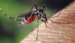 Recent rainfall causes surge in mosquitos