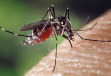 MRCU working to limit mosquito emergence