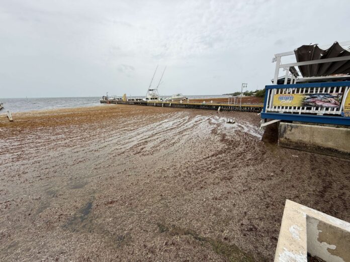 Sargassum 1 Sargassum comes ashore by Batabano boat ramp, West Bay on 27 June 2025. - Photo: Simon Boxall