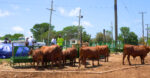 Cattle breeding initiative set to boost local herds, cut imports Red Poll cattle gather at the Cayman Islands Department of Agriculture.