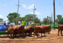 Cattle breeding initiative set to boost local herds, cut imports Red Poll cattle gather at the Cayman Islands Department of Agriculture.