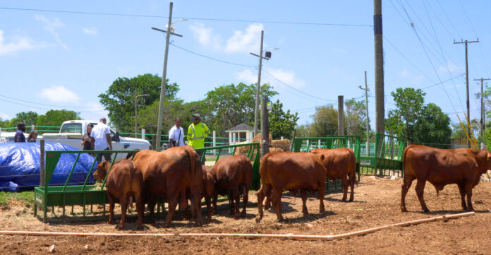 Red Poll cattle Red Poll cattle gather at the Cayman Islands Department of Agriculture.