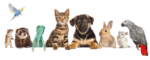 Plan for pets