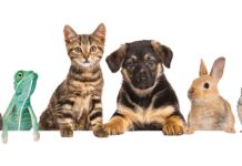 Plan for pets