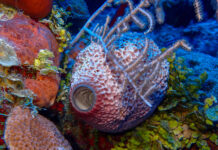 Potential previously unidentified sponge species spotted in Cayman