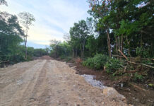 Clearing of old-growth forest in George Town creates social media storm Trees have been cleared while the proposed development waits a decision of the Planning Appeals Tribunal. - Photo: Supplied