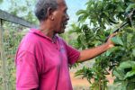 Beyond imports: Growing food security in Cayman food security