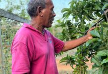Beyond imports: Growing food security in Cayman food security