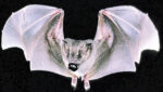 Volunteers invited to join bat count Jamaican fruit bat