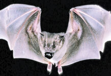Volunteers invited to join bat count Jamaican fruit bat