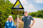 New signs installed to help protect blue iguanas