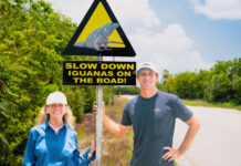 New signs installed to help protect blue iguanas