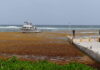 Doctors, residents raise concerns over sargassum health impacts