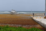 Doctors, residents raise concerns over sargassum health impacts