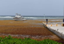 Doctors, residents raise concerns over sargassum health impacts