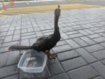 Compass Media staff rescues seabird entangled in hair product This anhinga seabird was rescued outside the Compass Media Building on 27 June. - Photo: Simon Boxall