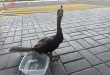 Compass Media staff rescues seabird entangled in hair product This anhinga seabird was rescued outside the Compass Media Building on 27 June. - Photo: Simon Boxall