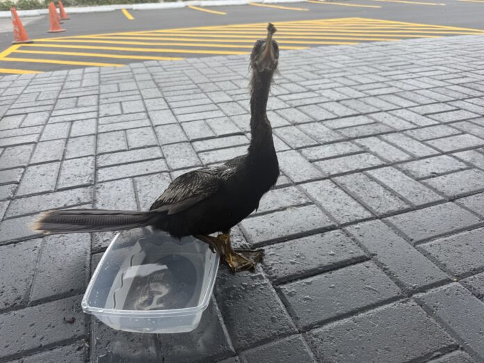 anhinga sea bird This anhinga seabird was rescued outside the Compass Media Building on 27 June. - Photo: Simon Boxall