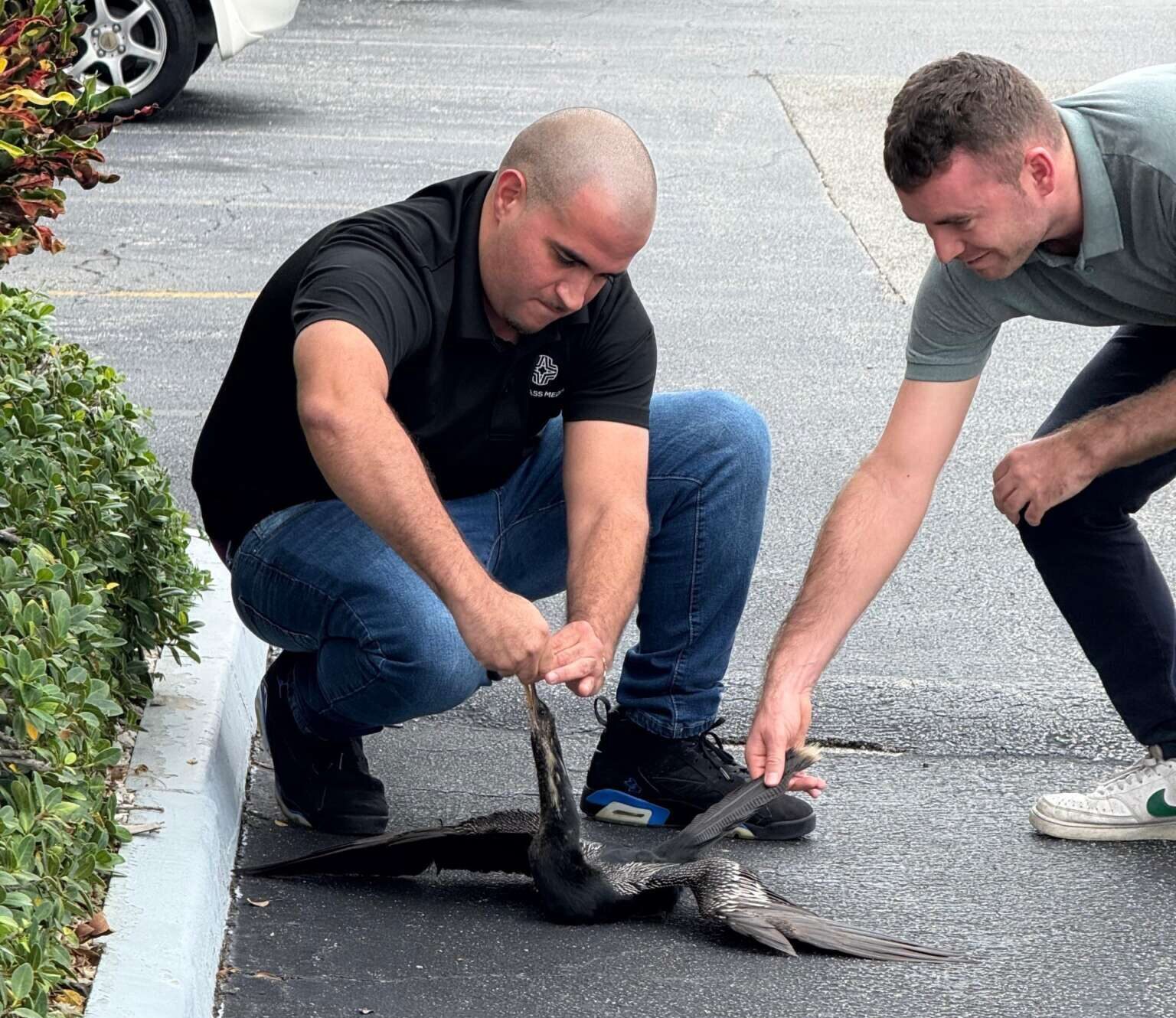 Compass staff members, James Groves and Conor Barry work to remove the hair weave from the anhinga bird. - Photo: Shanda Gallego