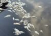 Sargassum causes mass fish suffocation Hundreds of dead fish line the canal at The Shores. - Photo: Sarah Bridge