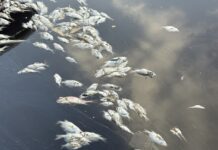 Sargassum causes mass fish suffocation Hundreds of dead fish line the canal at The Shores. - Photo: Sarah Bridge