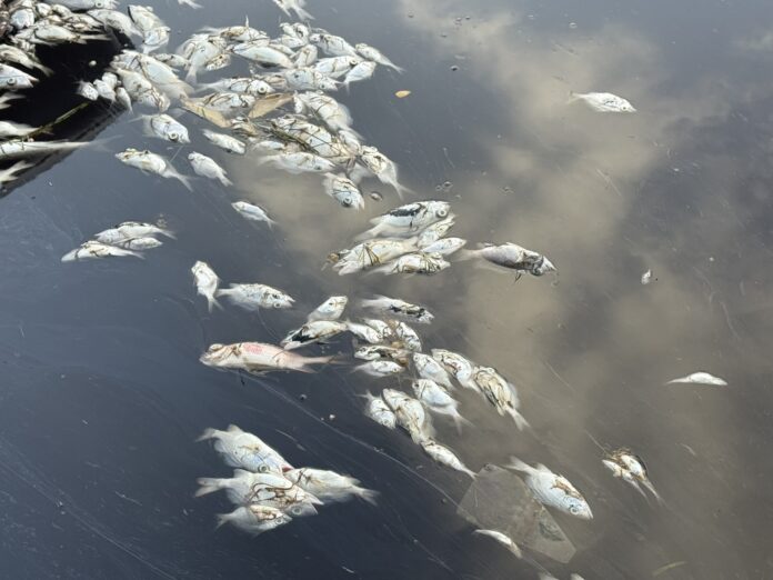 Hundreds of dead fish line the canal at The Shores. - Photo: Sarah Bridge