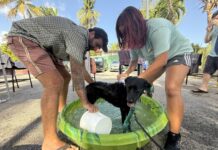 ‘Yappy Hour’ dog wash raises funds for Humane Society Lucky dogs enjoyed a refreshing wash at the Humane Society's Yappy Hour event on Saturda