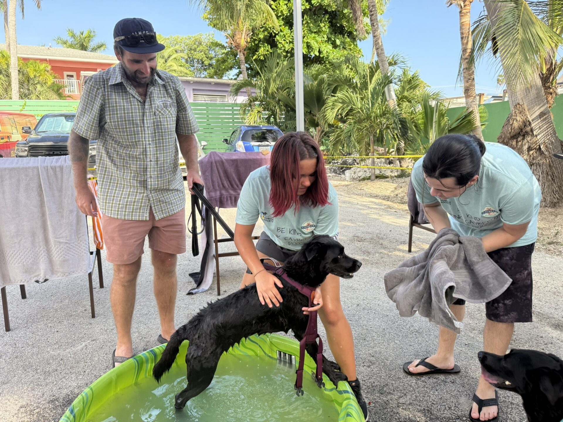 Rescue dog Pippa heads for a dry towel after her dog wash