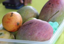 National Museum returns with Mango Fest Mango Fest 2025