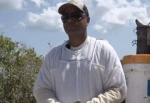 Cayman apiary highlights role of honeybees in climate resilience bees