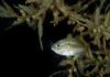 Life among the weeds: Sargassum offers home for marine creatures A tiny juvenile jack among a mat of sargassum off George Town. - Photo: Sergio Coni