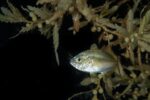 Life among the weeds: Sargassum offers home for marine creatures A tiny juvenile jack among a mat of sargassum off George Town. - Photo: Sergio Coni