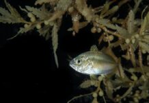Life among the weeds: Sargassum offers home for marine creatures A tiny juvenile jack among a mat of sargassum off George Town. - Photo: Sergio Coni