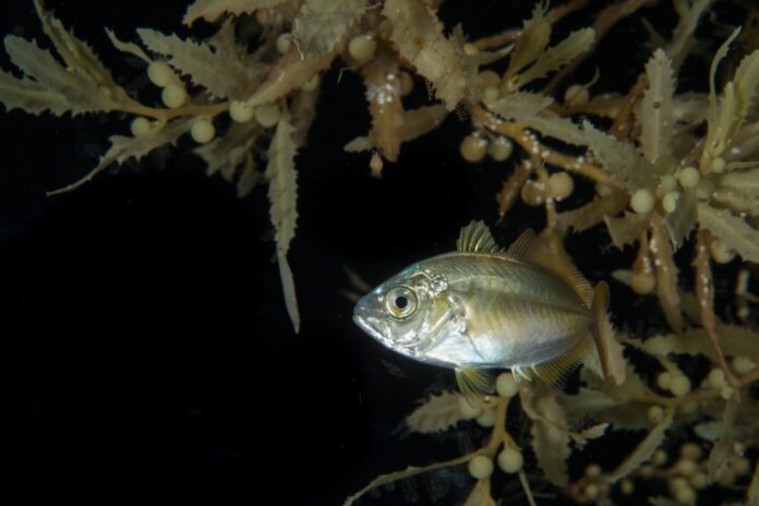 A tiny juvenile jack among a mat of sargassum off George Town. - Photo: Sergio Coni