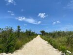 New twist in saga of road through blue iguana territory