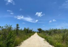New twist in saga of road through blue iguana territory