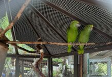 Endangered parrots smuggled in on drug canoe find new home