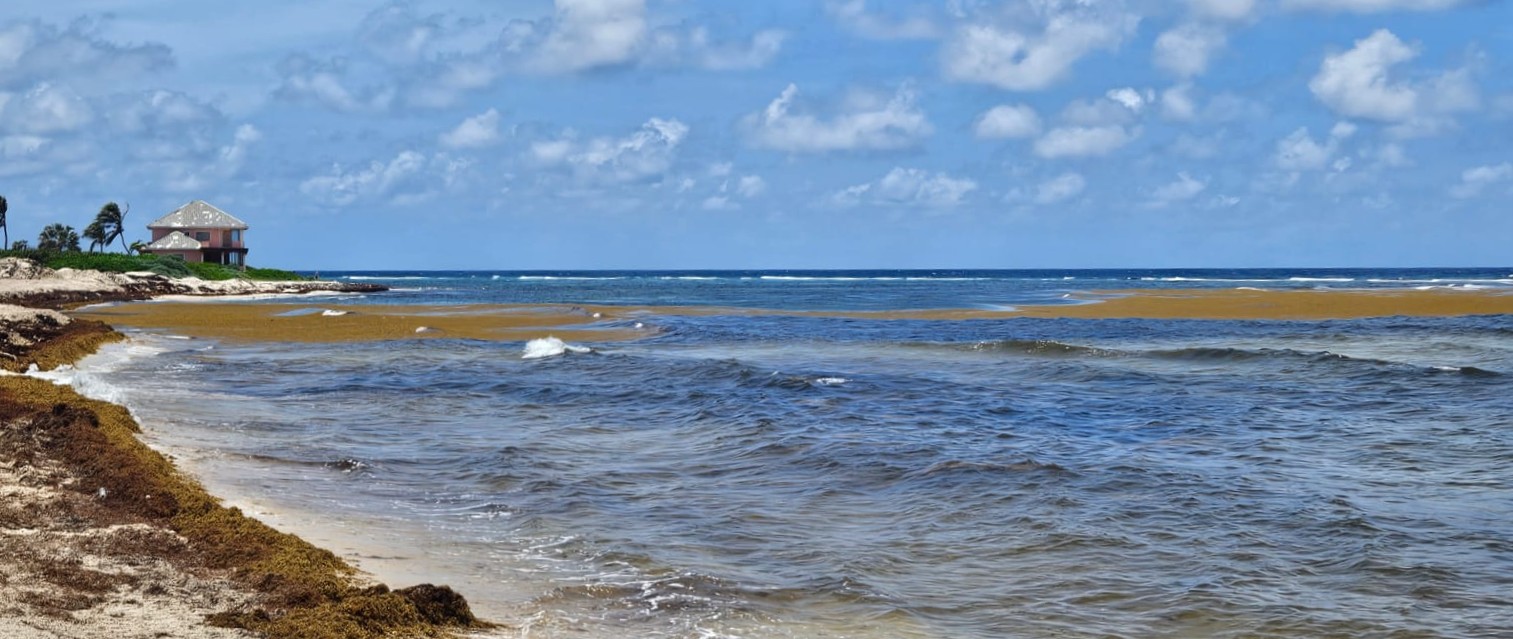 Sargassum Wyndham