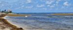 Developers and NCC disagree over effectiveness of a sargassum-control gate Sargassum in the Cayman Islands