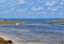 Developers and NCC disagree over effectiveness of a sargassum-control gate Sargassum in the Cayman Islands